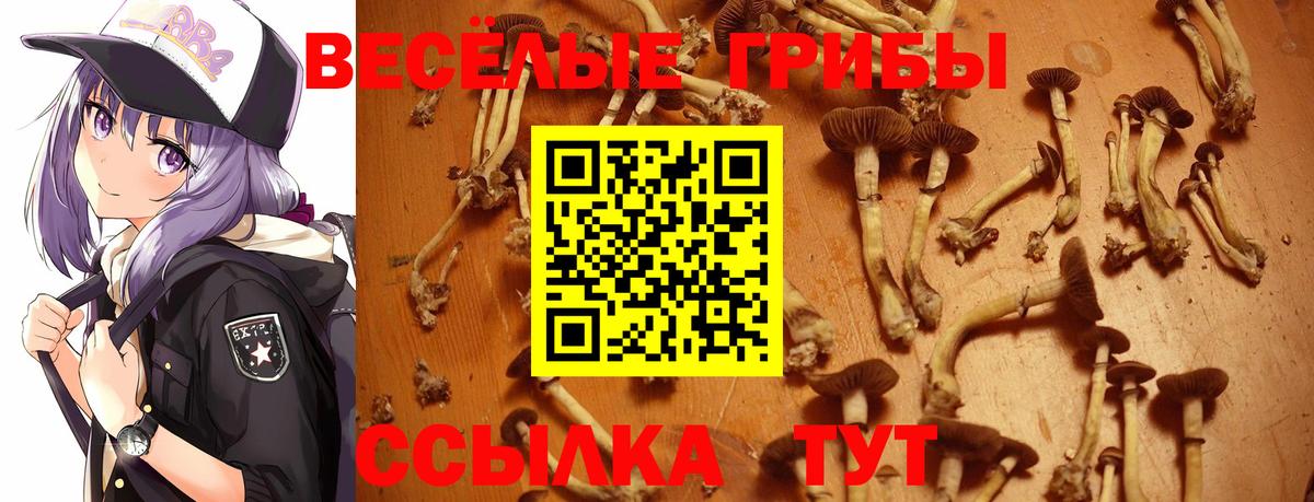 наркошоп  Вход с VPN  Ртищево  Галлюциногенные грибы Psilocybine cubensis 